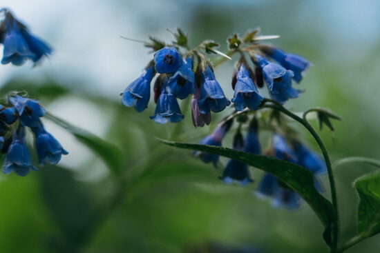 MIX: Tauksakne + Kosa + Raspodiņš